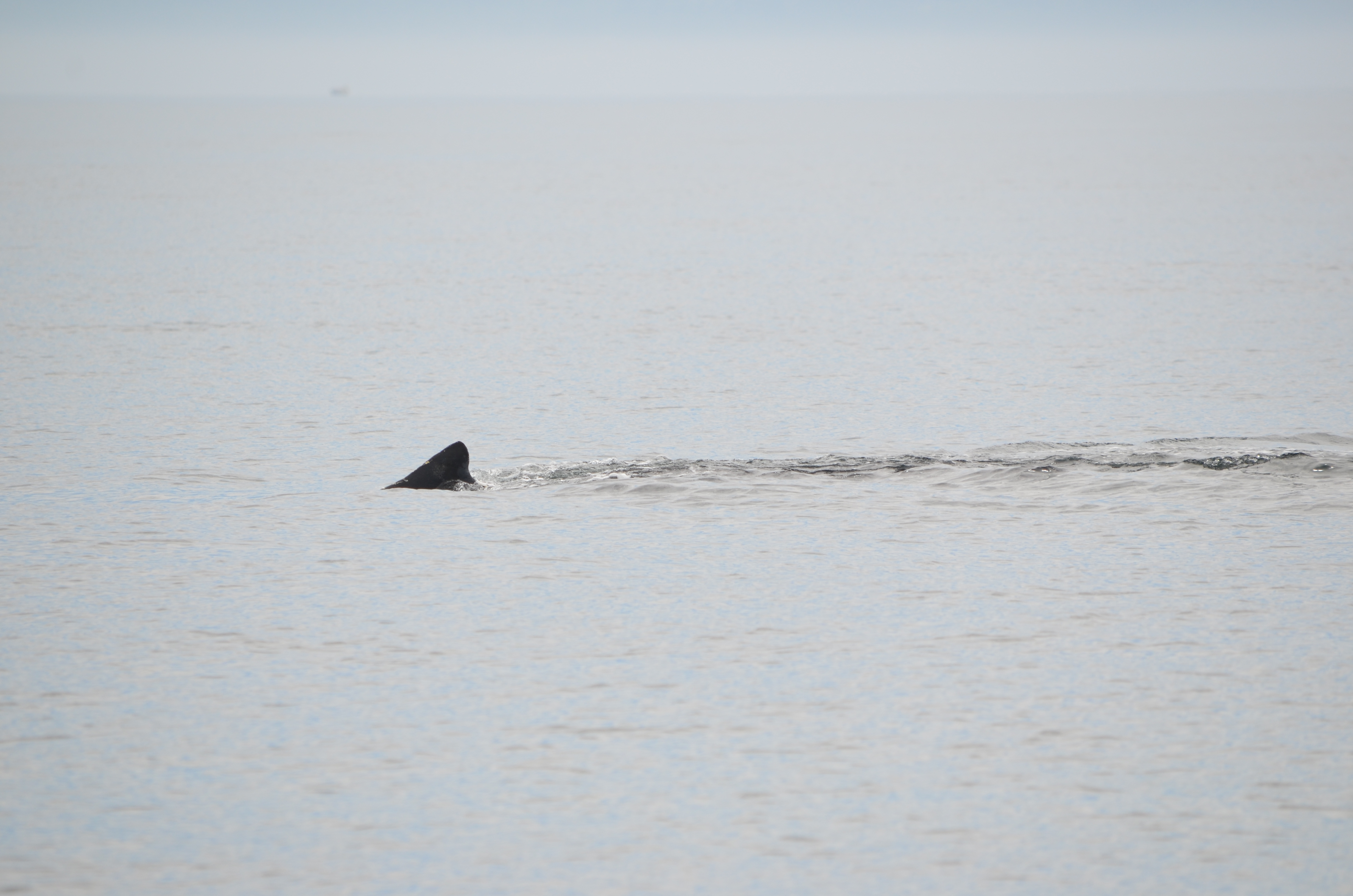 photos/wildlife/Mammal_Species/Humpback Whale/DSC_0036.JPG